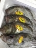 「魚魚市場鮮魚コーナーおすすめは「赤イサキ」です♪」