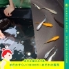 めだか屋そみりあ「なんかそれいいね！「なかそねまるしぇ」ちょっと縁日風を8/6に開催！」