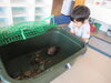 カメさんのお家広くしたよ～「麻生幼稚園へようこそ🐢」