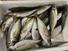 「本日鮮魚入荷してまーす。[岩牡蠣は７月から販売致します。]」