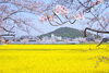 耳成山を望む「ぎりぎり間に合う藤原宮跡の菜の花と桜　まいぷれ橿原編集部見てきました！」