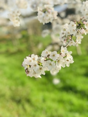 「🌸桜🌸満開🌸」