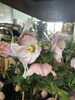 クリスマスローズ:散らず桜「入荷日」