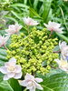 紫陽花「本日の境内の様子です」