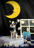 こんぶくん「お月さまとわんこ🌛」