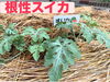 「今日の1枚📷」