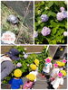 カメさん紫陽花さんこんにちは！「梅雨のなか休み♡【交野市・小規模保育園】」