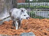 昨年晩秋「アメリカバクのユメ」