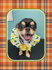 「Dog salon mofu mofu　余市町」