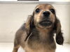 ミニチュアダックス　女の子「ダックスの子犬店頭デビュー♪」