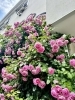 白い壁と赤い屋根が目印の一階（右側の入口）がフランテッセです。「満開のバラに包まれる花屋の季節」