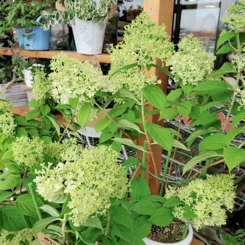 「【はなやホック皆生店】観葉植物入荷しました」