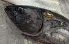 「魚魚市場鮮魚コーナーおすすめは「ぶり・シビマグロ」です♪」
