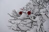 「お越しの際は、雪にお気をつけください！」