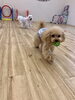 Ｇroくんボール遊び＆じろうくん爆走中〜　笑「ましゅまろ幼稚園🐾パートⅠ」