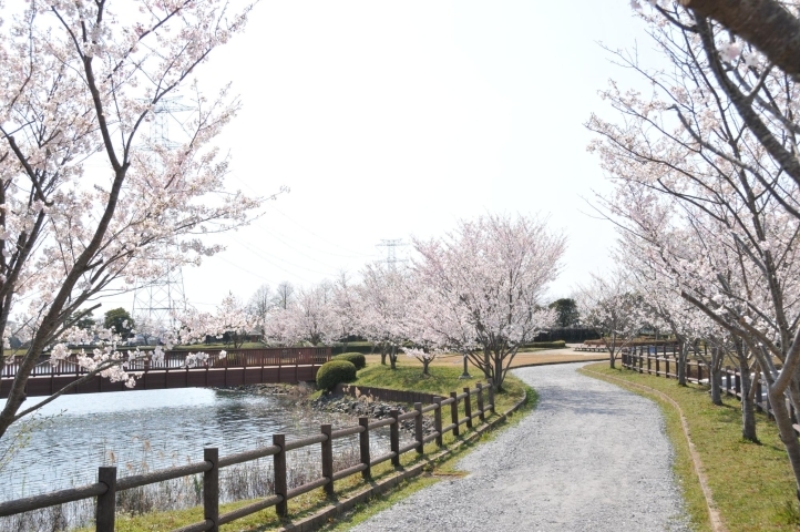 水と緑のふれあい公園 は田園風景の中の桜並木が圧巻 龍ケ崎市 稲敷市 美浦村 河内町の桜特集 まいぷれ 龍ケ崎市 稲敷市 美浦村 河内町