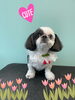 「Dog salon mofu mofu　余市町」
