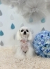 ひなちゃん「わんこと梅雨☔️」