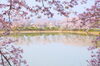 醍醐池の桜「ぎりぎり間に合う藤原宮跡の菜の花と桜　まいぷれ橿原編集部見てきました！」
