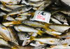 「魚魚市場鮮魚コーナーおすすめは「ワタリガニ」です♪」