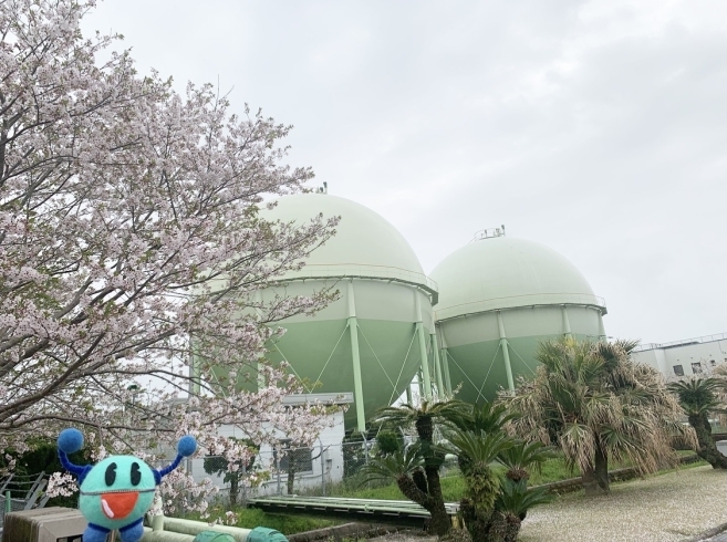 宮崎ガス㈱敷地内に咲く桜です♪「☆ガス衣類乾燥機（乾太くん）キャンペーンスタート‼」