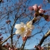 【天龍峡 春めき桜】（てんりゅうきょう　はるめきざくら）