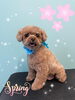 「可愛い子ちゃん♡Dog salon mofu mofu余市町」