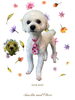 「Dog salon mofu mofu　余市町」