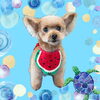 「Dog salon mofu mofu　余市町」