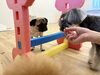 ムッ太くんアジリティ練習中〜　こなつちゃん😅「ましゅまろ幼稚園🐾パート１」