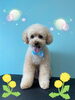 「可愛い子ちゃん♡ Dog salon mofu mofu 余市町」