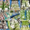 「地元産『山菜』入荷します！道の駅木曽福島」
