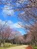 緑ヶ丘公園①「苫小牧市の桜開花状況、見頃の情報　第7報」