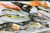 「西海物産館・魚魚市場鮮魚コーナーおすすめは「金目鯛・水イカ」です♪」