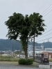 この木の出来上がりは❓「芒種」