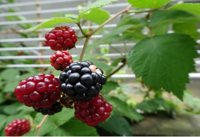 木イチゴ ラズベリー 季節を感じる まいぷれ 府中市 木イチゴ ラズベリー 季節を感じる まいぷれ 府中市