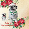 「Dog salon mofu mofu　余市町」