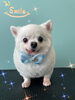 「わん♡ Dog salon mofu mofu 余市町」