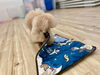 「ましゅまろ幼稚園🐾」