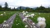 梅雨時の尾瀬（燧ケ岳に向かう木道沿いのワタスゲ）「今日7月7日（火）から二十四節気11番目の「小暑」に入ります。「小暑」の期間は、次の節気「大暑」の前日7月22日（月）までの期間をいいます。」