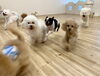 みんなでGO GO💨「ましゅまろ幼稚園🐾」