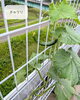 「屋上菜園のミニトマトが折れてしまいました…きゅうりは少しずつ回復中」