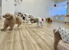 GoGo💨💨「ましゅまろ幼稚園🐾」