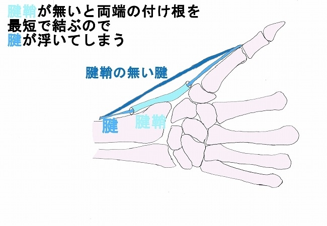 図２腱鞘の有無による違い、無いと浮いてしまいます。「腱鞘炎で手首を触るのは危ないかも」