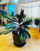「植木鉢入荷しました」