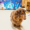 「今日のお友達」