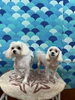 マルチーズちゃんのタロウくん️🩵ももちゃん🩷「トリミングでご来店のわんちゃんたち🐶」