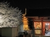 津観音の夜桜「社長ブログ　3年ぶり！」