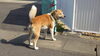 「迷い犬を保護しています【西条市役所 西部支所 環境課生活環境係】」