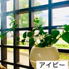 「癒しの贈り物( ⁎ᵕᴗᵕ⁎ )斐川町　仏壇」